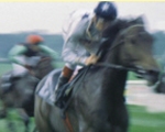 Browsergame Virtual Galopp FE Browsergame Virtual Galopp FE